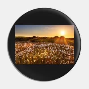 Cotton Grass on Cefn Bryn, Gower Pin