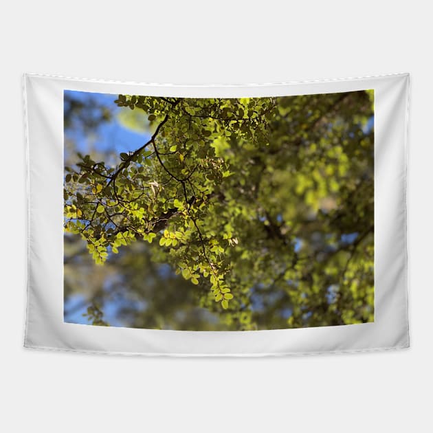 Beech Tapestry by TerraDumont