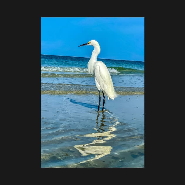 White Egret by cbernstein