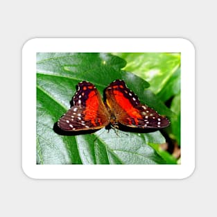 Red Butterfly Magnet