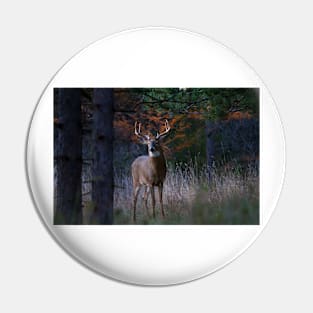 White-tailed Buck Pin