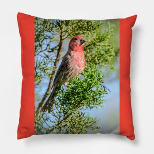 Male House Finch - The Stare Pillow