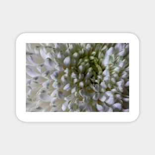 Classic Chrysanthemum Macro Magnet