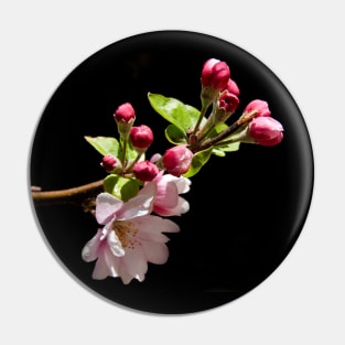 Apple Blossom Time Pin