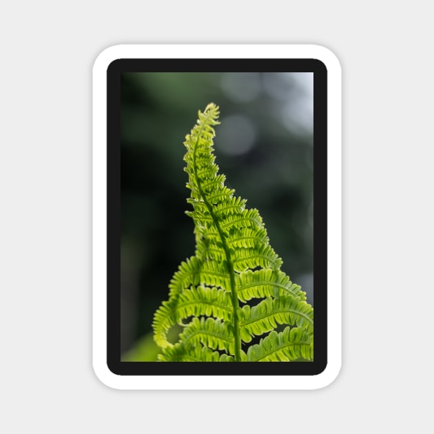 Fern Magnet by RosNapier