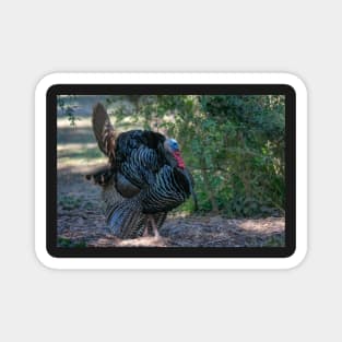 Profile of Displaying Wild Turkey Magnet