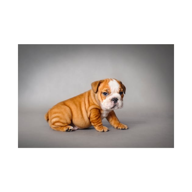 Bulldog puppy by PetsArt