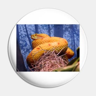 Eyelash Viper Pin