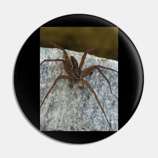 Cool Big Spider Photo Pin