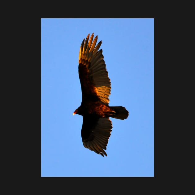 Turkey Vulture by dltphoto