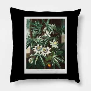 The Passioflora Cerulea Pillow