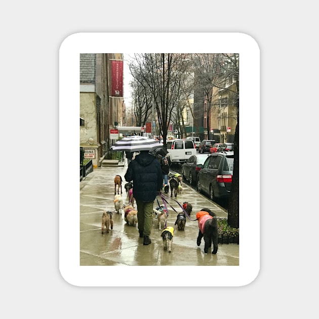 Dog Walking in NY Magnet by ephotocard