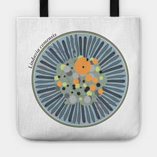 Diatom - Lindavia comensis (scientific) Tote