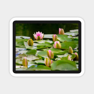 Pond with Water Lilies Magnet