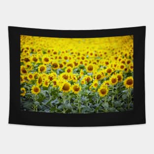 Sunflowers field Tapestry