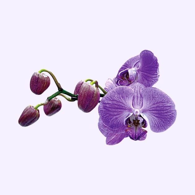 Purple Orchids With Buds by SusanSavad