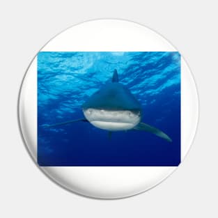 Say Hello To An Oceanic White Tip Shark Pin