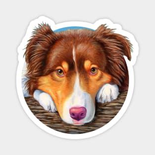 Red Tricolor Australian Shepherd Dog Magnet