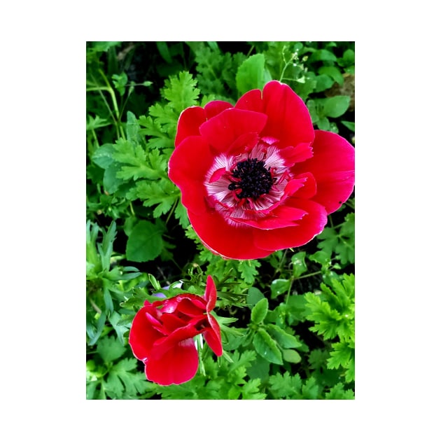 Delicate red and white anenome by Kim-Pratt