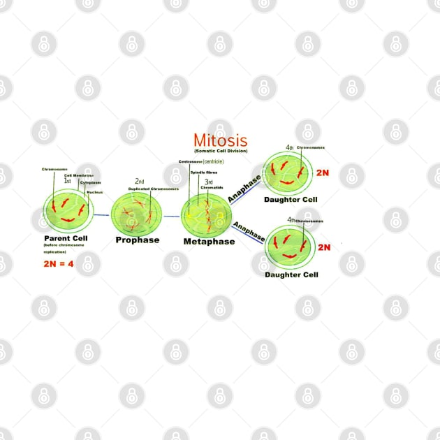 Mitosis - Somatic cell division. by ikshvaku