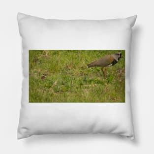 121017 Lapwing Pillow