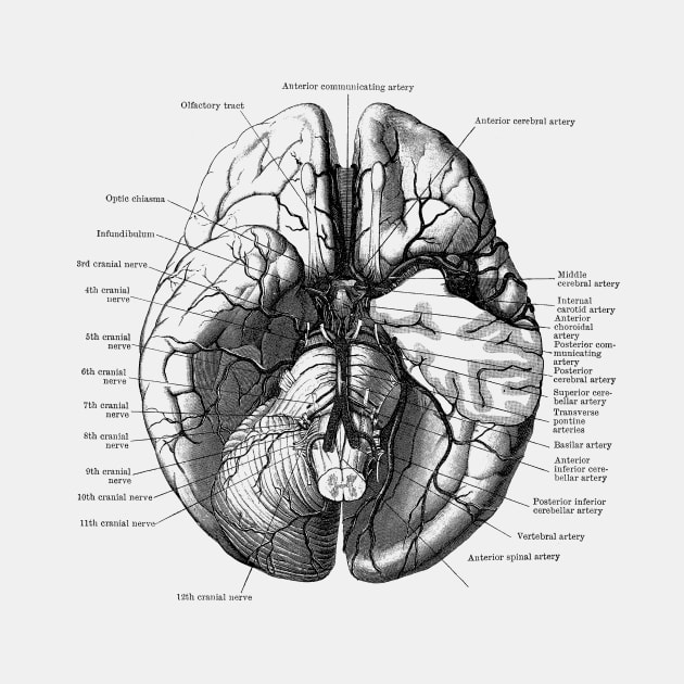 Human Brain Diagram - Anatomy by Vintage Anatomy Prints