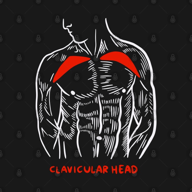 Gym Trainer Muscles Anatomy Clavicular Head by isstgeschichte