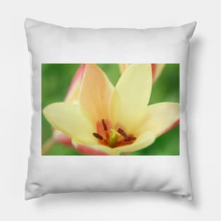 Tulipa clusiana  'Cynthia'  AGM  Lady tulip  Miscellaneous tulip Pillow