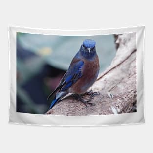 Blue Rock Thrush Tapestry