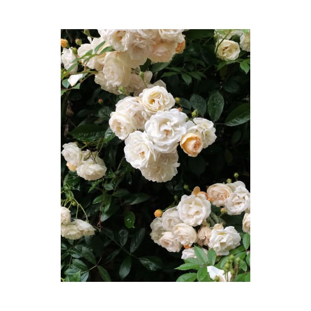 Elegant White Roses by NewburyBoutique