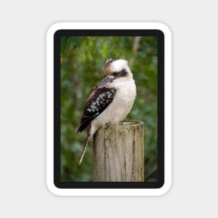 Kookaburra Strikes A Pose Magnet