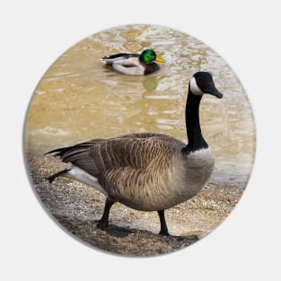 Canada Goose and Mallard Duck At The Beach Pin