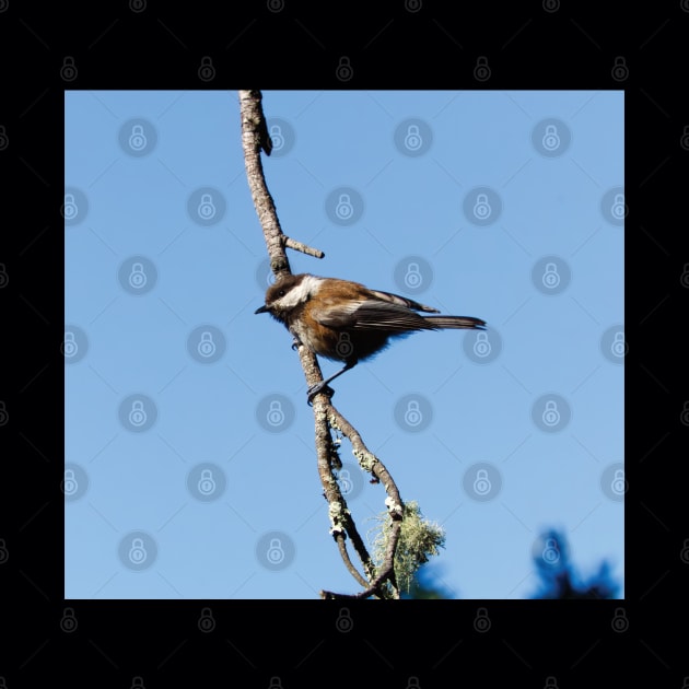 Chestnut-backed Chickadee by DPattonPD