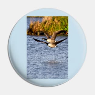 Canada Geese in flight Pin