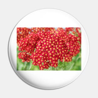 Achillea &#39;Fanal&#39; Yarrow Syn. Achillea &#39;The Beacon&#39; Pin