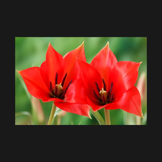 Tulipa linifolia  Flax-leaved tulip  Miscellaneous tulip by chrisburrows