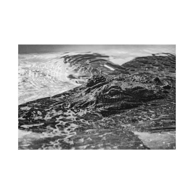 Headshot of the Alligator black and white by KensLensDesigns