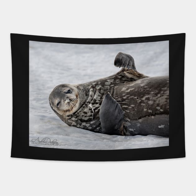 Seal Tapestry by lordveritas