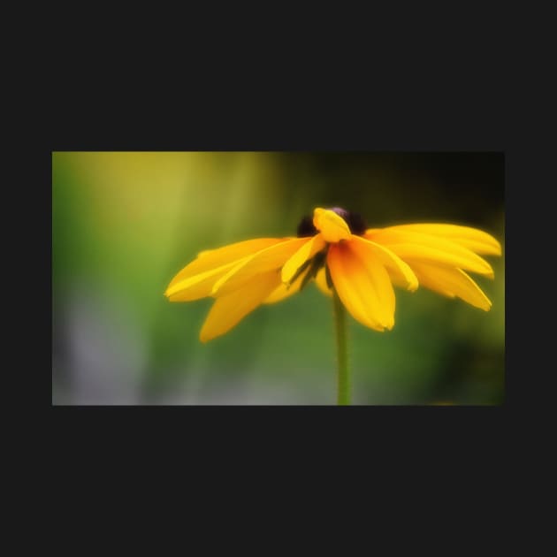 Black Eyed Susan by mariakeady