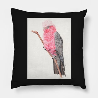 original pencil Drawing of galah Pillow