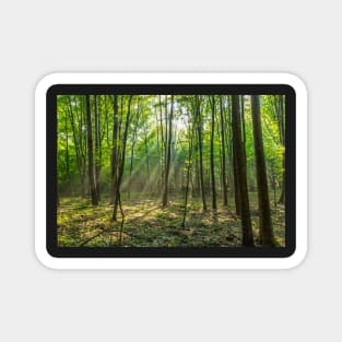 Rays of light in the forest Magnet