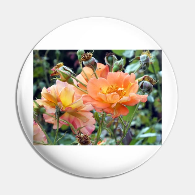 Peach Coloured Roses Pin by pinkal