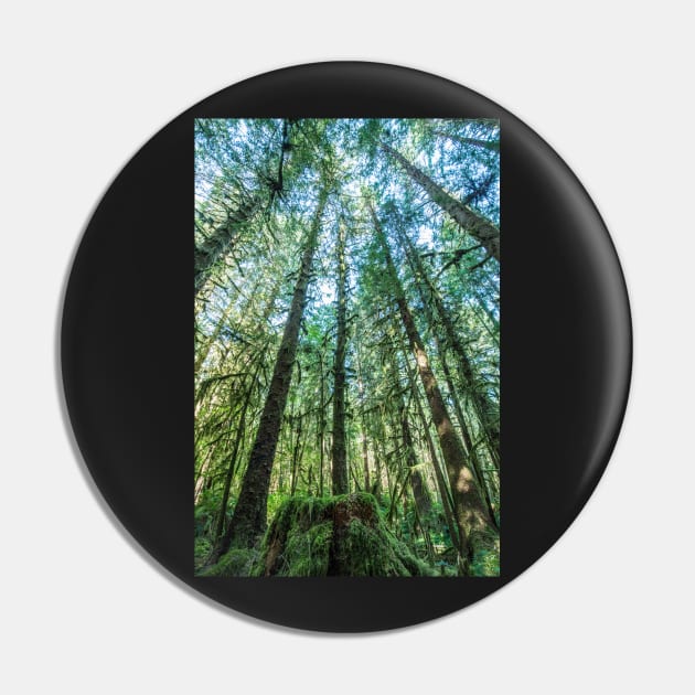 Hoh Rainforest 1 Pin by Sidetrakn