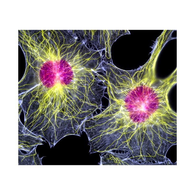 Fibroblast cells showing cytoskeleton (P780/0110) by SciencePhoto