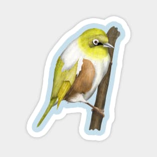 Wax-eye Silvereye NZ BIRD Magnet