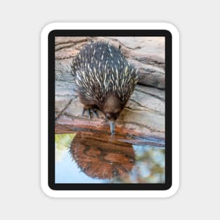 Echidna Enjoying A Cool Drink Magnet