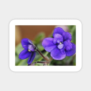 Miniature African Violet Magnet