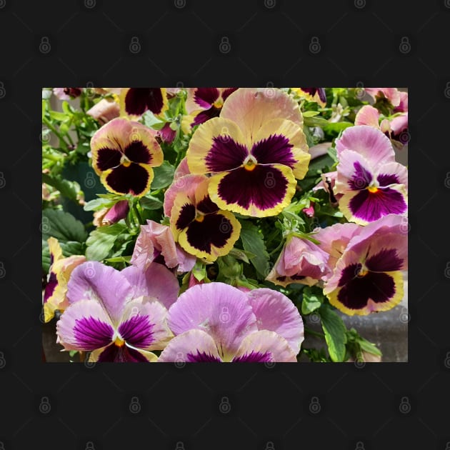 Pretty Pansies by claire-l-page