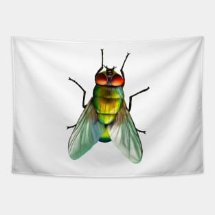 Your household fly. Can be annoying, but is surprisingly colourful. With beautiful metallic hues of green, gold and blue Tapestry