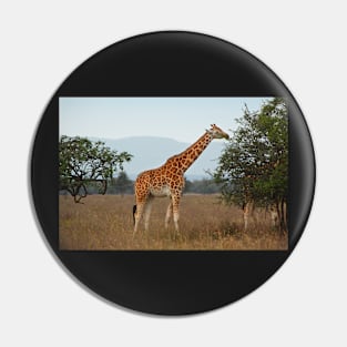 Rothschild's Giraffe, Lake Nakuru, Kenya Pin